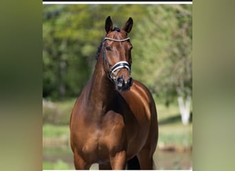 Westphalian, Gelding, 9 years, 16,3 hh, Brown