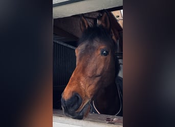 Westphalian, Gelding, 9 years, 16.3 hh, Brown