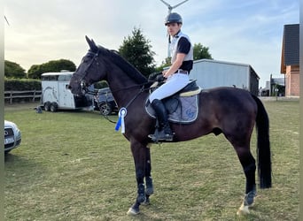 Westphalian, Gelding, 9 years, 16 hh, Bay-Dark