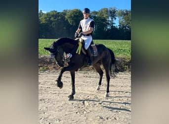 Westphalian, Gelding, 9 years, 16 hh, Bay-Dark