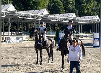 Westphalian, Gelding, 9 years, 16 hh, Bay-Dark