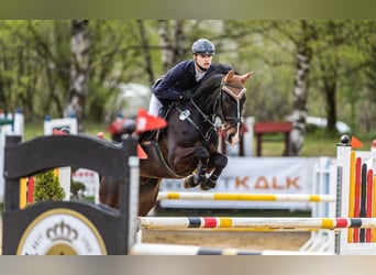 Westphalian, Gelding, 9 years, 16 hh, Bay-Dark