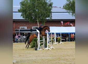 Westphalian, Gelding, 9 years, 16 hh, Brown
