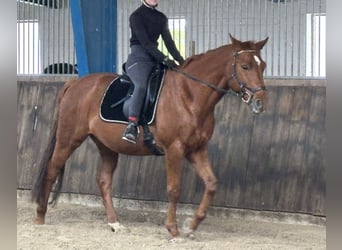 Westphalian, Gelding, 9 years, 16 hh, Chestnut-Red