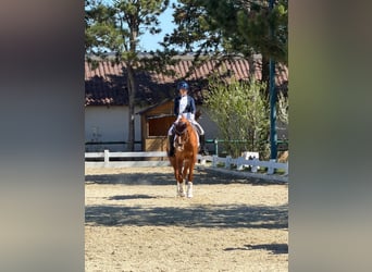 Westphalian, Gelding, 9 years, 16 hh, Chestnut-Red