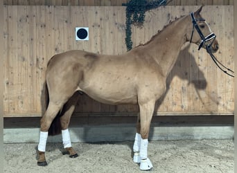 Westphalian, Gelding, 9 years, 16 hh, Chestnut-Red