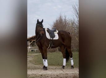 Westphalian, Gelding, 9 years, 17,1 hh, Brown