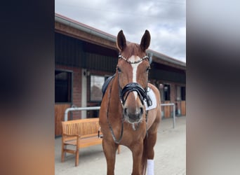 Westphalian, Gelding, 9 years, 17.1 hh, Chestnut-Red