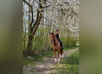 Westphalian, Gelding, 9 years, 17.2 hh, Chestnut-Red