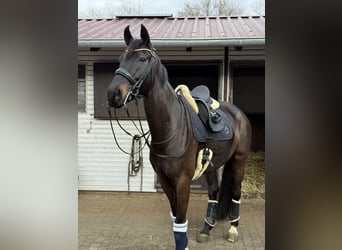 Westphalian, Gelding, 9 years, 17 hh, Bay-Dark