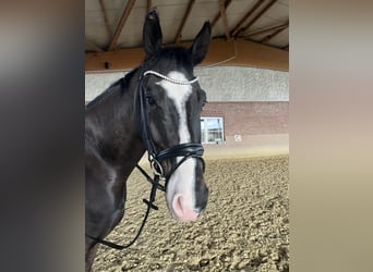 Westphalian, Gelding, 9 years, 17 hh, Bay-Dark