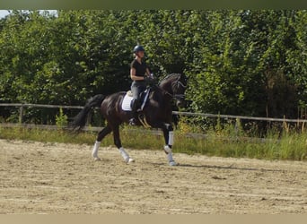 Westphalian, Gelding, 9 years, 17 hh, Black