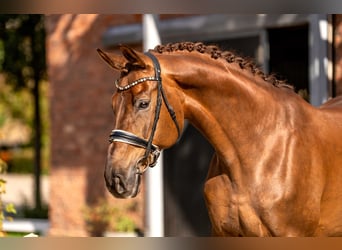 Westphalian, Gelding, 9 years, 17 hh, Chestnut