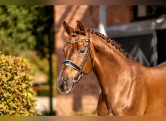 Westphalian, Gelding, 9 years, 17 hh, Chestnut