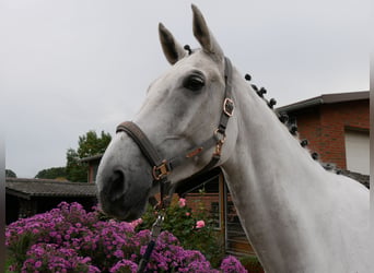 Westphalian, Gelding, 9 years, 18.1 hh