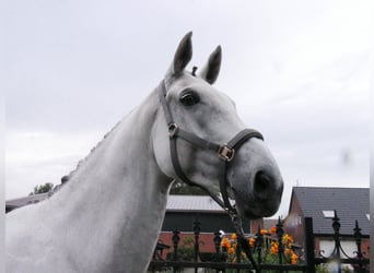 Westphalian, Gelding, 9 years, 18.1 hh