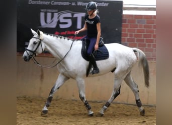 Westphalian, Gelding, 9 years, 18.1 hh