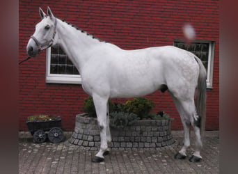 Westphalian, Gelding, 9 years, 18.1 hh