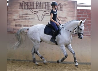 Westphalian, Gelding, 9 years, 18.1 hh