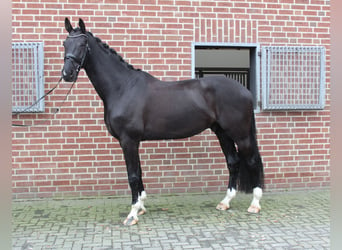 Westphalian, Gelding, 9 years, 18 hh, Smoky-Black