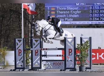 Westphalian, Gelding, 9 years, Grey