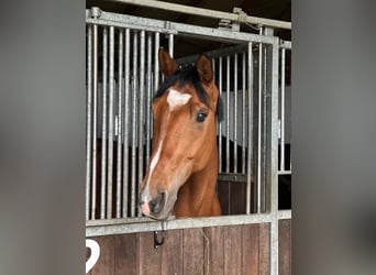 Westphalian, Gelding, 9 years