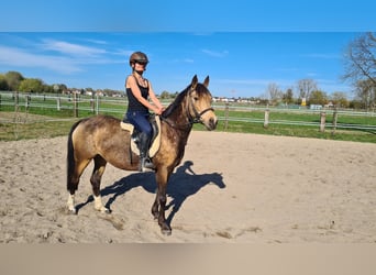 Westphalian, Mare, 10 years, 14.1 hh, Dun