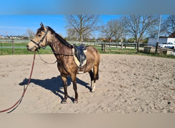 Westphalian, Mare, 10 years, 14.1 hh, Dun