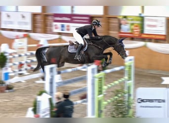 Westphalian, Mare, 10 years, 16,1 hh, Bay-Dark