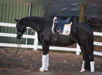 Westphalian, Mare, 10 years, 16.1 hh, Black