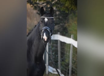 Westphalian, Mare, 10 years, 16.1 hh, Black