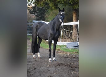 Westphalian, Mare, 10 years, 16.1 hh, Black