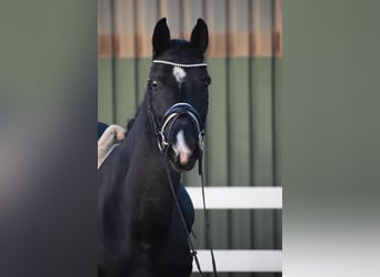 Westphalian, Mare, 10 years, 16.1 hh, Black