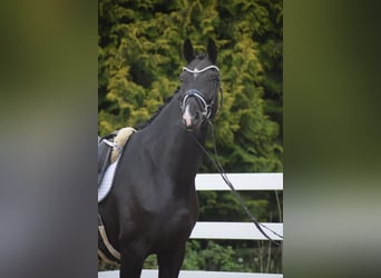 Westphalian, Mare, 10 years, 16.1 hh, Black