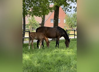 Westphalian, Mare, 10 years, 16,1 hh, Brown