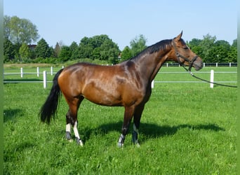 Westphalian, Mare, 10 years, 16.1 hh, Brown Westphalian, Mare, 10 years, 16.1 hh, Brown