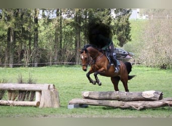 Westphalian, Mare, 10 years, 16,1 hh, Brown