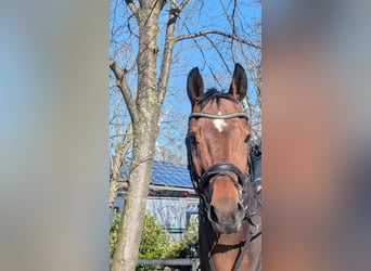 Westphalian, Mare, 10 years, 16,1 hh, Brown