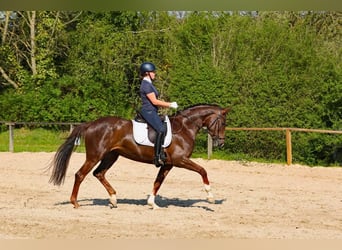 Westphalian, Mare, 10 years, 16,1 hh, Chestnut