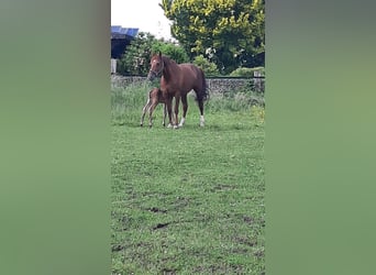 Westphalian, Mare, 10 years, 16,1 hh, Chestnut-Red