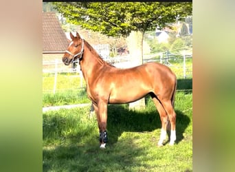 Westphalian, Mare, 10 years, 16,1 hh, Chestnut-Red