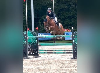 Westphalian, Mare, 10 years, 16,1 hh, Chestnut-Red