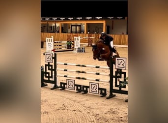 Westphalian, Mare, 10 years, 16,1 hh, Chestnut-Red