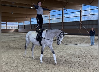 Westphalian, Mare, 10 years, 16.1 hh, Gray