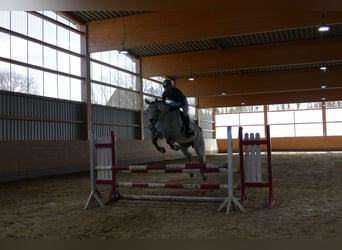 Westphalian, Mare, 10 years, 16.1 hh, Gray