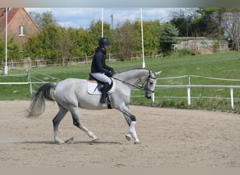 Westphalian, Mare, 10 years, 16.1 hh, Gray