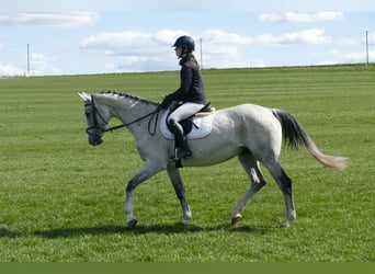 Westphalian, Mare, 10 years, 16.1 hh, Gray
