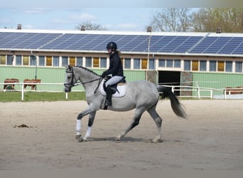 Westphalian, Mare, 10 years, 16.1 hh, Gray