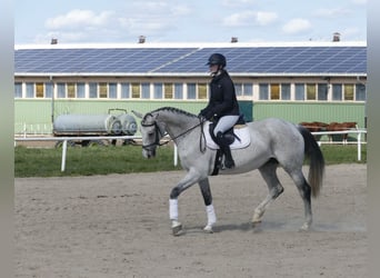 Westphalian, Mare, 10 years, 16.1 hh, Gray