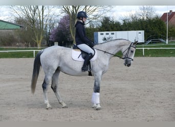 Westphalian, Mare, 10 years, 16.1 hh, Gray